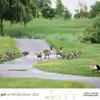 Golf2026_RCCAQ_parcours41.jpg